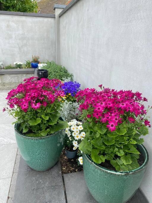 Luxury Holiday Rental With Sea Views On The Wild Atlantic Way Tralee Eksteriør billede